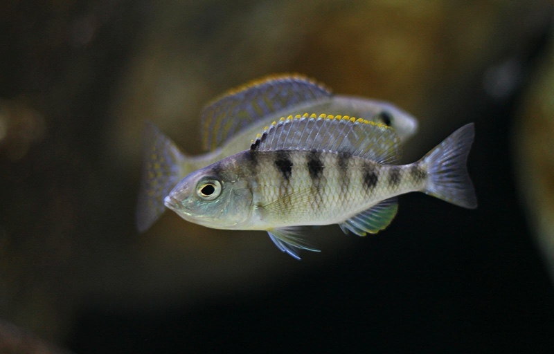 Mylochromis ericotaenia 'Manda'